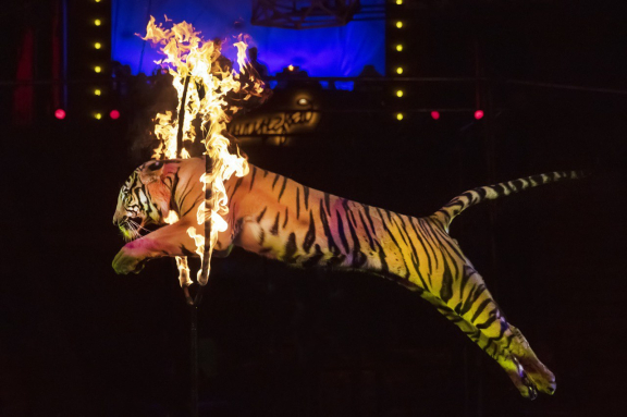 Цирковое представление: Новогодняя Феерия