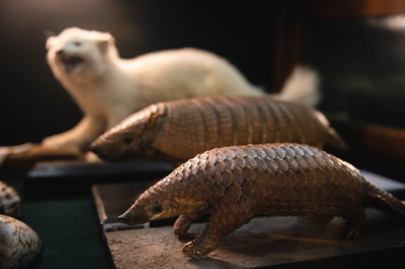 &Ocy;&bcy;&zcy;&ocy;&rcy;&ncy;&acy;&yacy; &ecy;&kcy;&scy;&kcy;&ucy;&rcy;&scy;&icy;&yacy; &laquo;&Mcy;&ncy;&ocy;&gcy;&ocy;&ocy;&bcy;&rcy;&acy;&zcy;&icy;&iecy; &zhcy;&icy;&vcy;&ocy;&tcy;&ncy;&ocy;&gcy;&ocy; &mcy;&icy;&rcy;&acy;&raquo; &vcy; &Zcy;&ocy;&ocy;&lcy;&ocy;&gcy;&icy;&chcy;&iecy;&scy;&kcy;&ocy;&mcy; &mcy;&ucy;&zcy;&iecy;&iecy; &Tcy;&Gcy;&Ucy;