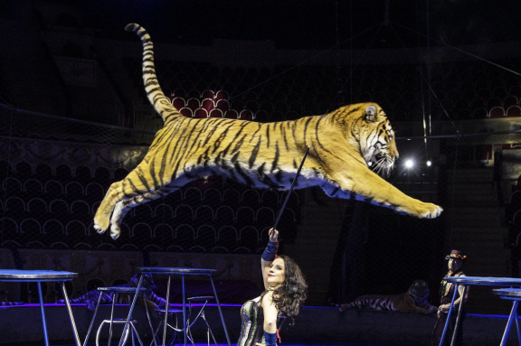 Цирковое представление: Новогодняя Феерия