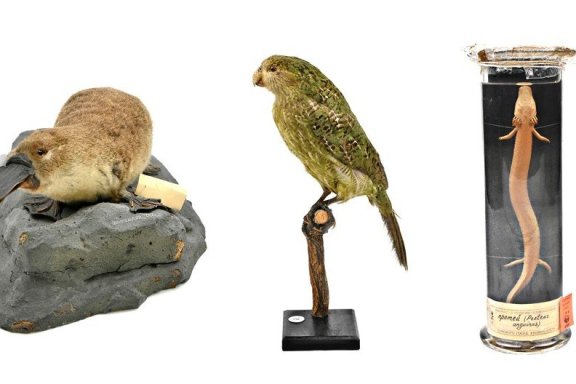 &Ocy;&bcy;&zcy;&ocy;&rcy;&ncy;&acy;&yacy; &ecy;&kcy;&scy;&kcy;&ucy;&rcy;&scy;&icy;&yacy; &laquo;&Mcy;&ncy;&ocy;&gcy;&ocy;&ocy;&bcy;&rcy;&acy;&zcy;&icy;&iecy; &zhcy;&icy;&vcy;&ocy;&tcy;&ncy;&ocy;&gcy;&ocy; &mcy;&icy;&rcy;&acy;&raquo; &vcy; &Zcy;&ocy;&ocy;&lcy;&ocy;&gcy;&icy;&chcy;&iecy;&scy;&kcy;&ocy;&mcy; &mcy;&ucy;&zcy;&iecy;&iecy; &Tcy;&Gcy;&Ucy;