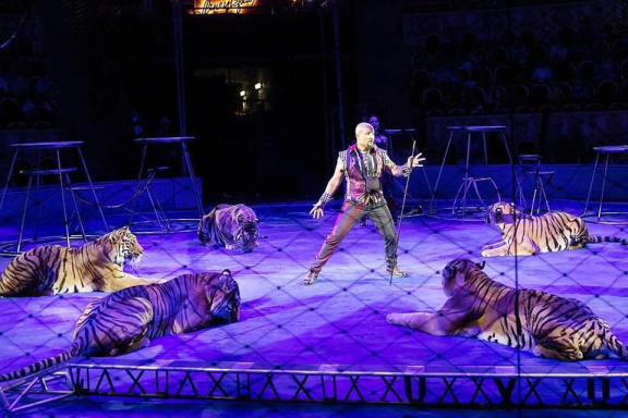 Цирковое представление: Новогодняя Феерия